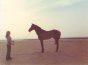 Abqaiq76