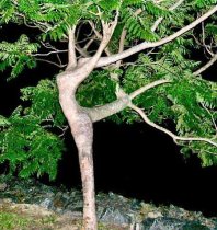 treedancer's Profile Picture : Matthews Calorie Counter